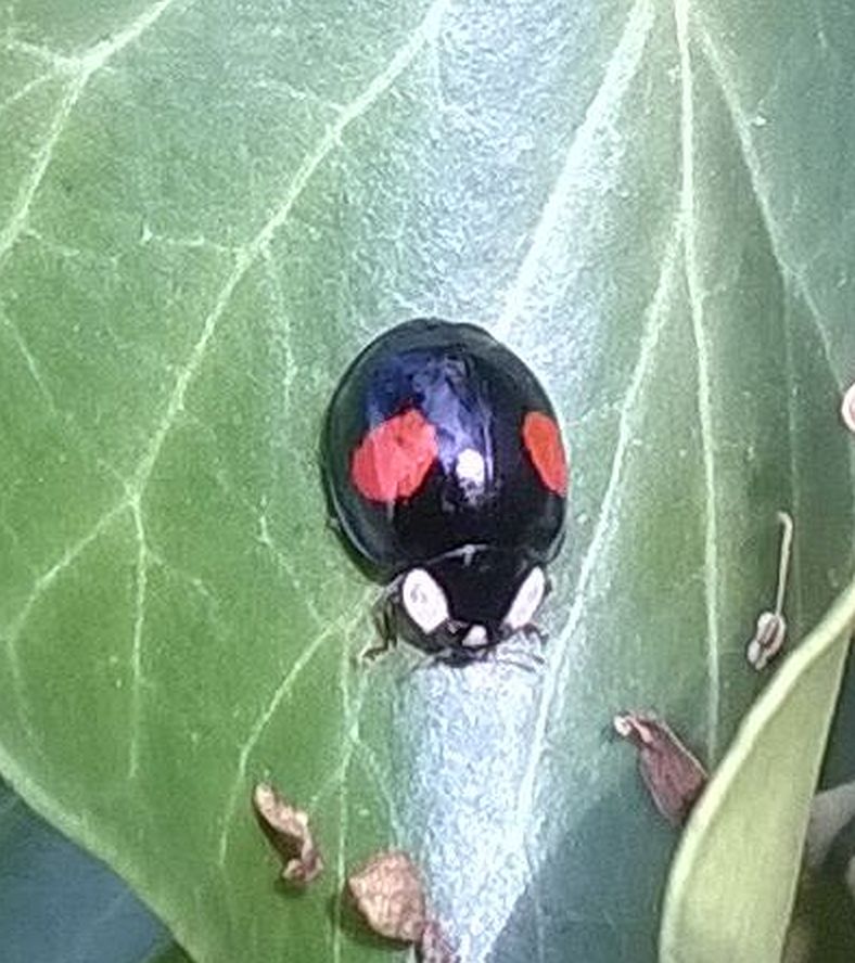   Harlequin Ladybird-conspicua  